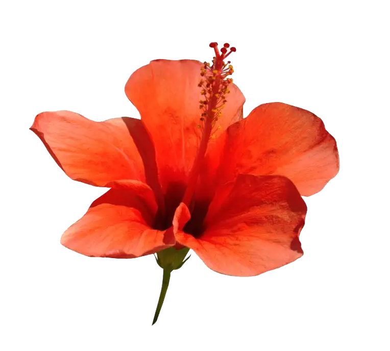 flower-png.png